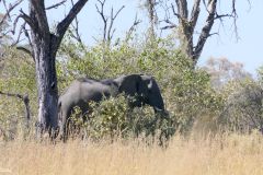 Botswana - Okavango Delta - Pepere Island - Animal: Elephant