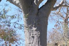 Botswana - Cuando River - Ngoma Bridge - Baobab tree