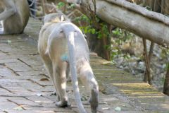 Botswana - Chobe - Chobe Safari Lodge - Animal: Vervet monkey