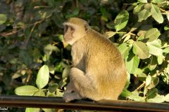 Botswana - Chobe - Chobe Safari Lodge - Animal: Vervet monkey