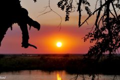 Botswana - Chobe - Cuando River - Chobe Safari Lodge