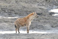 Botswana - Chobe - Animal: Spotted hyena