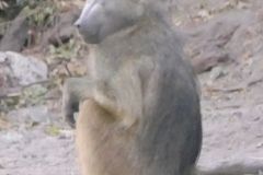 Botswana - Chobe - Animal: Baboon