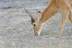 Botswana - Chobe - Animal: Steenbok