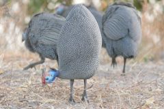 Botswana - Chobe - Bird: Helmeted guineafowl