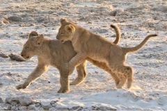 Botswana - Chobe - Animal: Lion