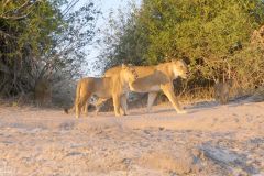 Botswana - Chobe - Animal: Lion