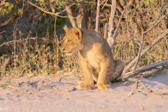 Botswana - Chobe - Animal: Lion