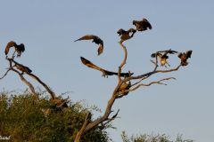 Botswana - Chobe - Bird: Vulture