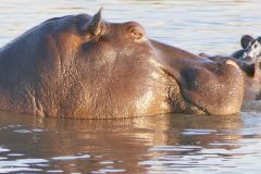 Botswana - Chobe - Cuando River - Animal: Hippo