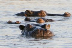 Botswana - Chobe - Cuando River - Animal: Hippo