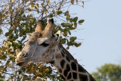 Botswana - Chobe - Animal: Giraffe