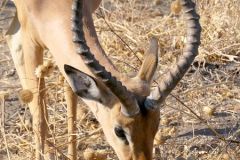 Botswana - Chobe - Animal: Impala