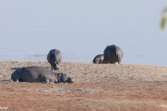 Botswana - Chobe - Cuando River - Animal: Hippo