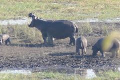 Botswana - Chobe - Cuando River - Animal: Hippo