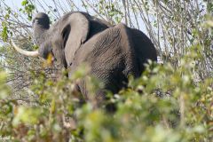 Botswana - Chobe - Animal: Elephant