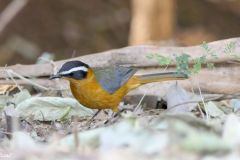 Botswana - Chobe - Chobe Safari Lodge - Bird: White-browed Robin-chat
