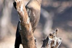 Botswana - Chobe - Cuando River - Bird: African darter