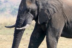 Botswana - Chobe - Cuando River - Animal: Elephant