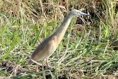 Botswana - Chobe - Cuando River - Bird: Squacco heron