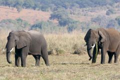 Botswana - Chobe - Cuando River - Animal: Elephant