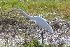 Botswana - Chobe - Cuando River - Bird: Great white egret