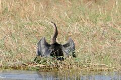 Botswana - Chobe - Cuando River - Bird: African darter