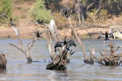 Botswana - Chobe - Cuando River - Bird: African darter