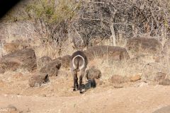 Botswana - Chobe - Cuando River - Animal: Waterbuck
