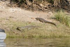 Botswana - Chobe - Cuando River - Animal: Crocodile