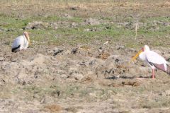 Botswana - Chobe - Cuando River - Bird: Yellow-billed stork
