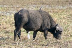 Botswana - Chobe - Cuando River - Animal: Buffalo - Bird: Cattle egret