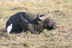 Botswana - Chobe - Cuando River - Animal: Buffalo - Bird: Cattle egret