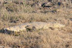 Botswana - Chobe - Cuando River - Animal: Crocodile