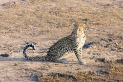 Botswana - Chobe - Cuando River - Animal: Leopard