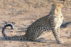 Botswana - Chobe - Cuando River - Animal: Leopard