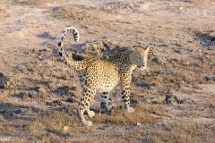 Botswana - Chobe - Cuando River - Animal: Leopard