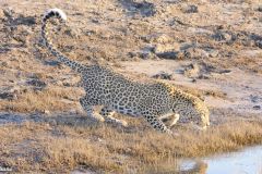 Botswana - Chobe - Cuando River - Animal: Leopard