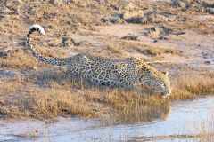 Botswana - Chobe - Cuando River - Animal: Leopard