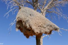 Namibia - Road C19