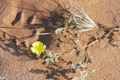 Namibia - Sesriem