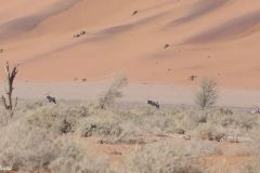 Namibia - Sesriem - South African oryx antilope