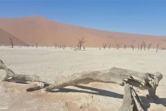 Namibia - Sesriem - Deadvlei