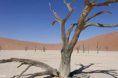 Namibia - Sesriem - Deadvlei