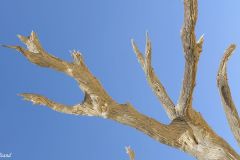 Namibia - Sesriem - Deadvlei