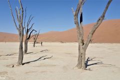 Namibia - Sesriem - Deadvlei