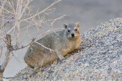 Namibia - Spitzkoppe - Tent Camp (Rock dassie)