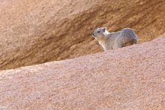 Namibia - Spitzkoppe - Tent Camp (Rock dassie)