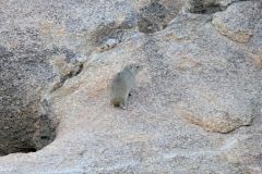 Namibia - Spitzkoppe - Tent Camp (Rock dassie)