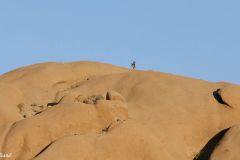 Namibia - Spitzkoppe - Tent Camp